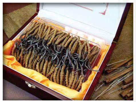 茂名冬虫夏草回收